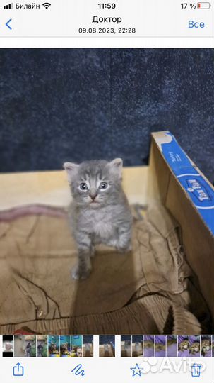 Котята в добрые руки даром