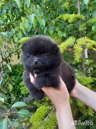 Девочка mini мишка