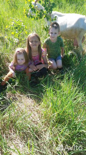 Козье молоко с доставкой. Сыр. Творог.Йогурт