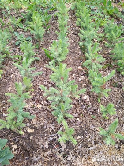 Саженцы ель голубая видовая