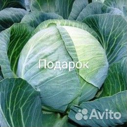 Семена капусты