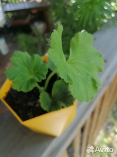 Герань пеларгония