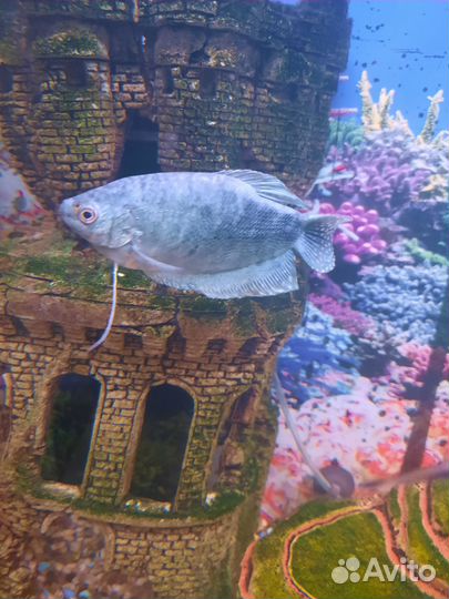 Продам аквариумных рыбок 6 шт