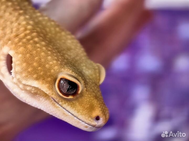 Эублефар самец Sunglow TA Эклипс