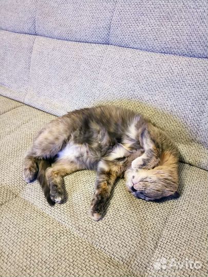 Кошка в дар бесплатно