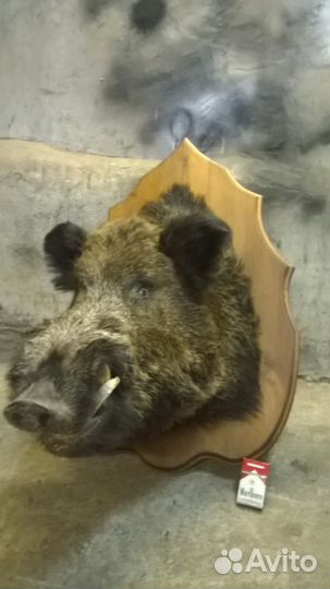 Чучело головы кабана