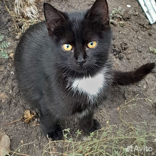 Отдам в добрые руки