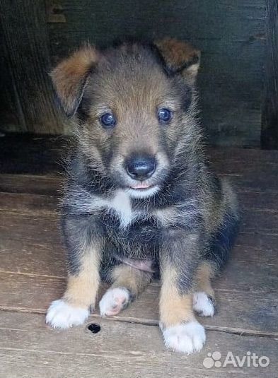 Щенок мальчик, 1,5 месЦа, будет до 18 кг