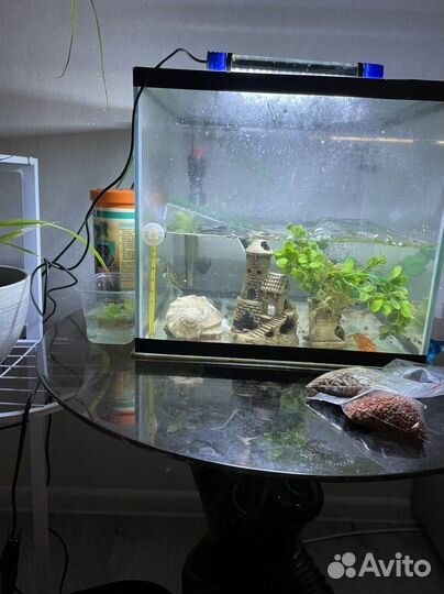 Аквариум