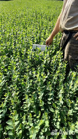 Семена кизильника блестящего