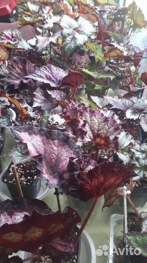 Бегонии сортовые