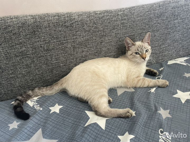 Кошечка в добрые руки