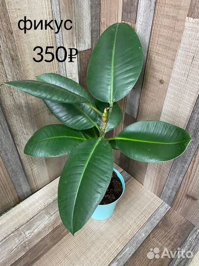 Домашние растения