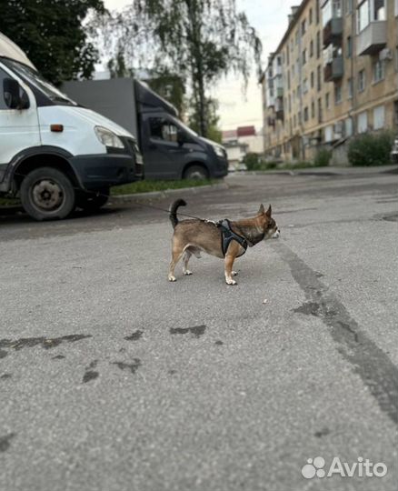 Вязка кобель чихуахуа