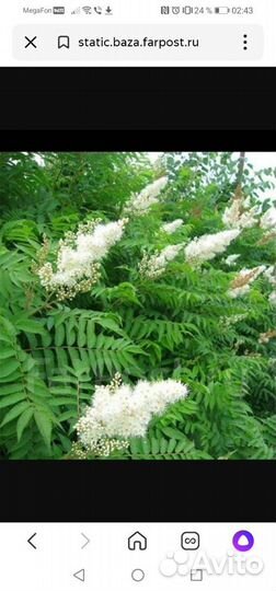 Рябинник рябинолистный