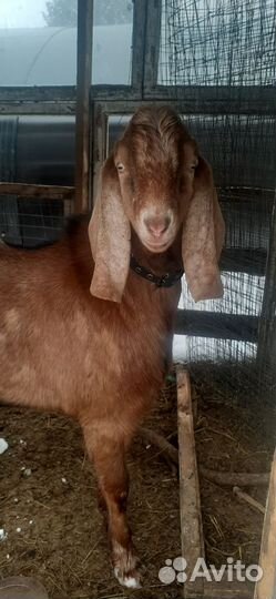 Козёл на вязку