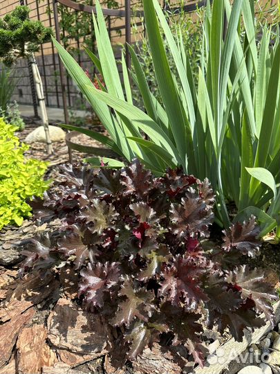 Растения гейхера