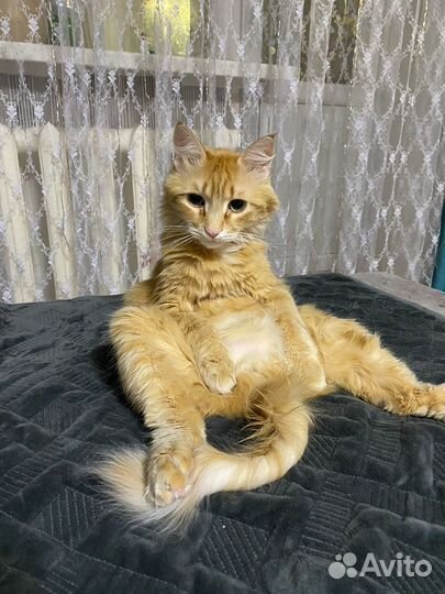 Кот в добрые руки