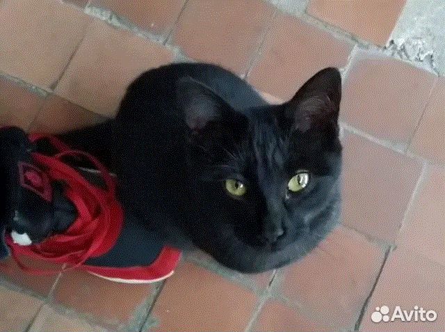 Чисто чёрная ласковая кошечка Ночь привезут к нам