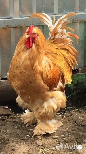 Петух чистокровный кохинхин на племя