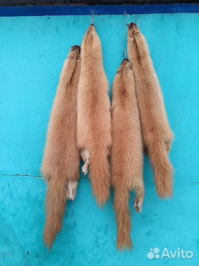 Хорёк, норка и соболь