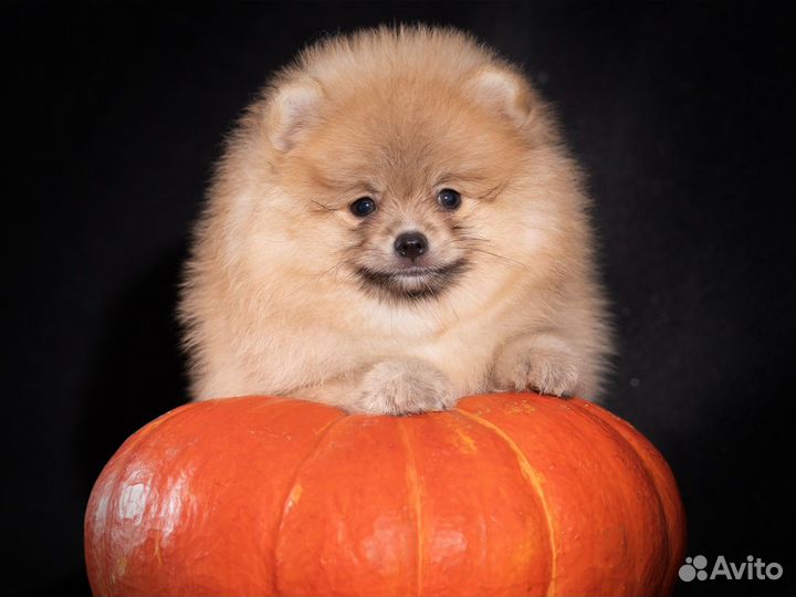 Шпиц мальчик