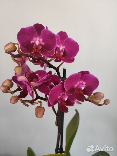 Орхидея фаленопсис Laura d9 1 цветонос