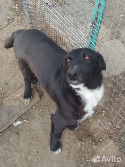 Собака в добрые руки подростки