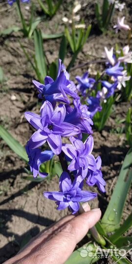 Луковицы махровых гиацинтов