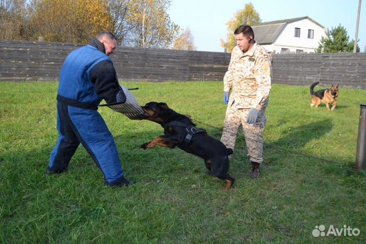 Дрессировка собак, кинолог