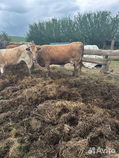 Коровы дойные молочные