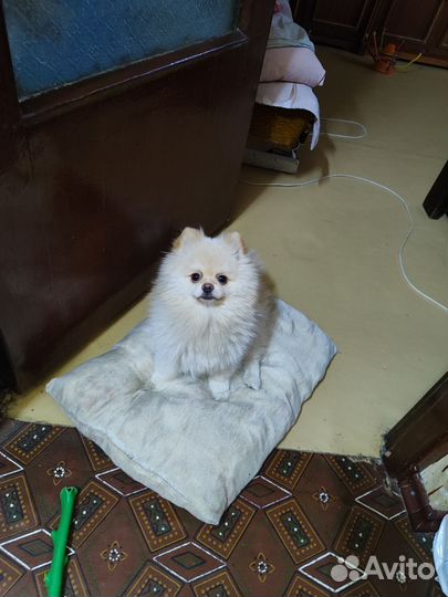 Померанский шпиц Вязка кобель