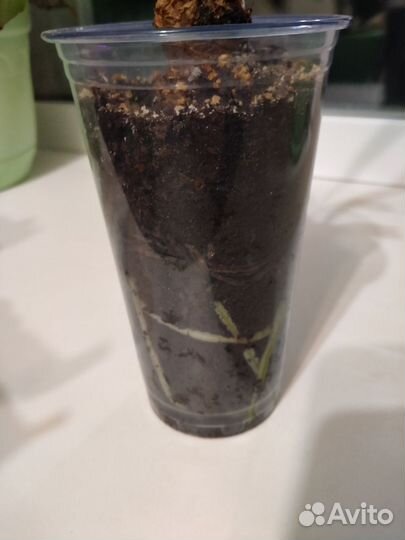 Гиппеаструм