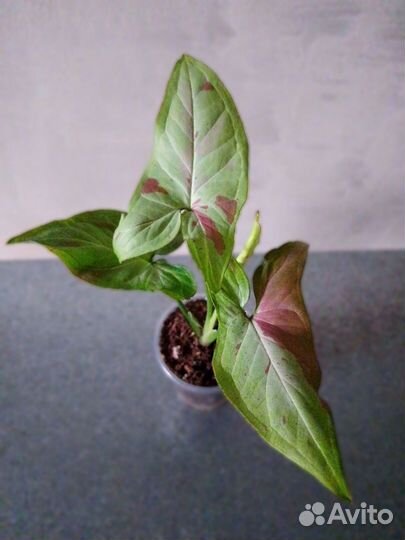 Сингониумы