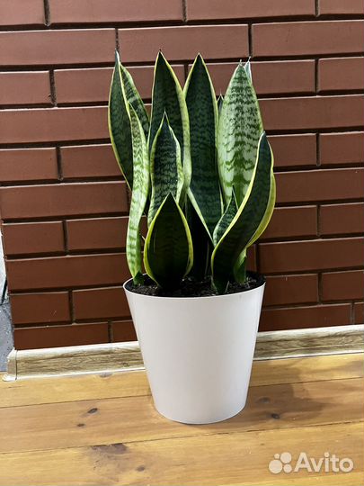 Сансевиерия
