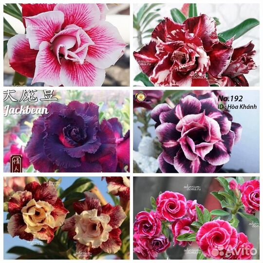 Адениумы эпифиллумы кактус