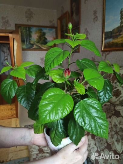 Роза комнатная