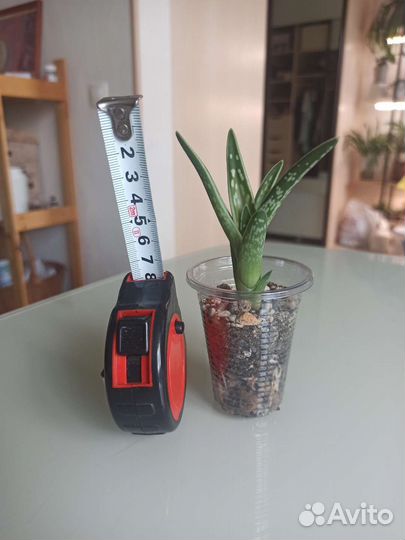 Алоэ пёстрое