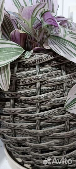 Традесканция зебрина розовая