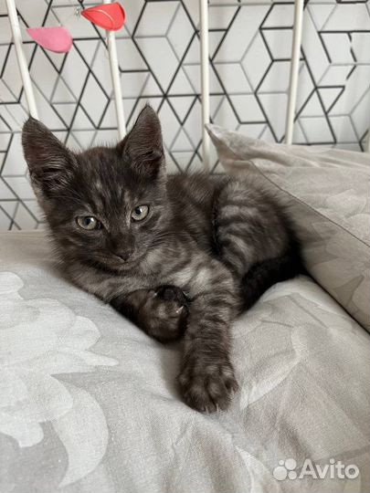 Котенка в хорошие руки