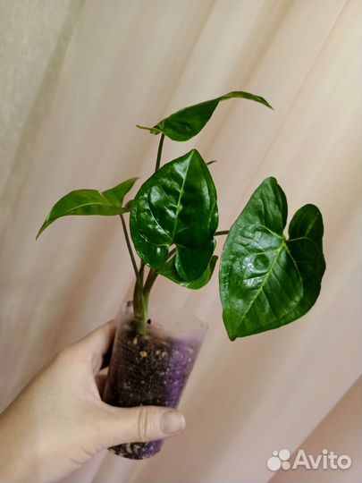 Сингониумы сортовые