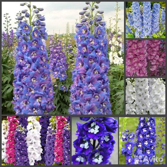 Дельфиниум новозеландский