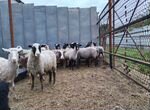Овцы бараны купить в Казани 