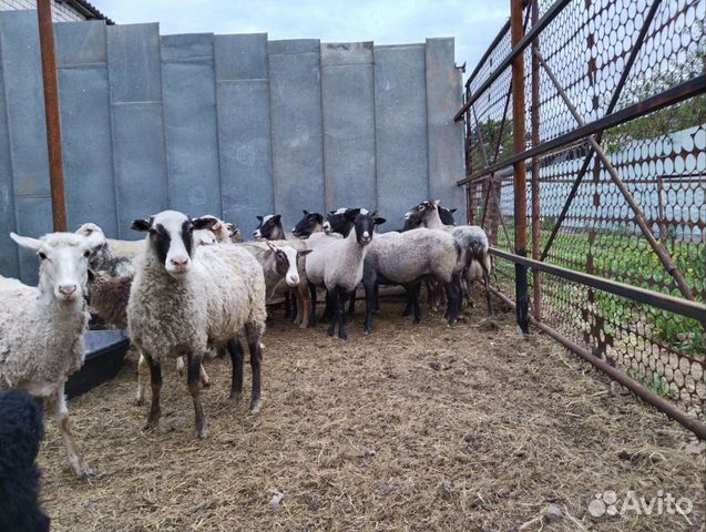 Овцы бараны купить в Казани  объявление продам