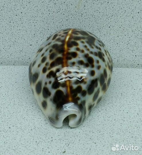 Ципрея Тигрис Каури 6,6 морская ракушка раковина