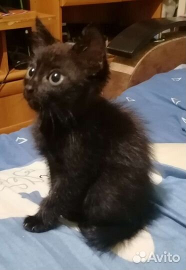 Кошки в добрые руки бесплатно