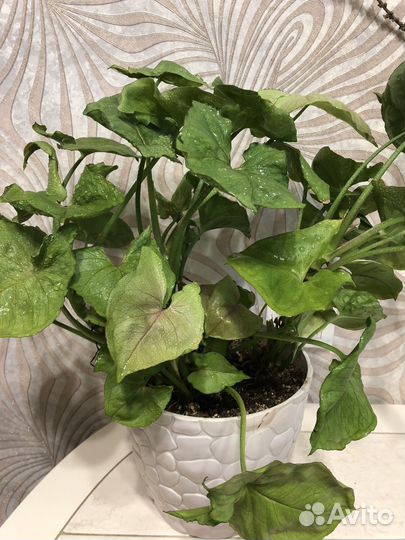 Цветы в горшках