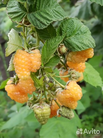 Малина «Оранжевое Чудо», саженцы
