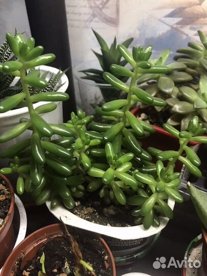 Суккуленты