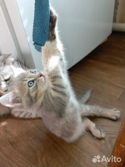 Отдам котят в добрые руки